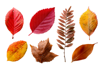 Vibrant autumn leaves on clear background