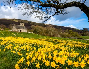 Scenic landscape featuring a historic chapel amidst a vibrant field of daffodils