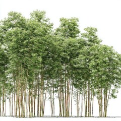Fototapeta premium Lush bamboo grove against a plain white background