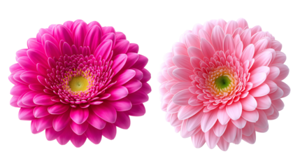 pink  peach and white daisy flower collection on transparent background.