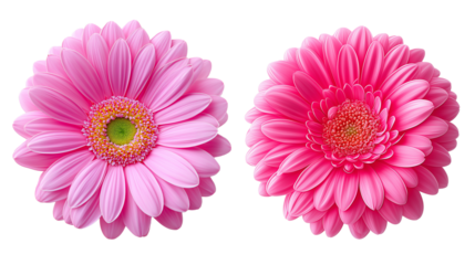pink  peach and white daisy flower collection on transparent background.