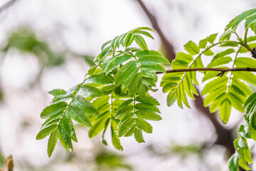 Nature of green leaf in garden at summer. Natural green leaves plants using as spring background cover page environment ecology