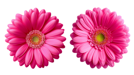 pink  peach and white daisy flower collection on transparent background.