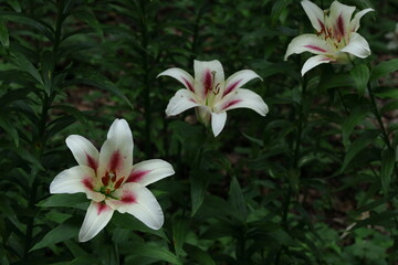 純潔を象徴する花