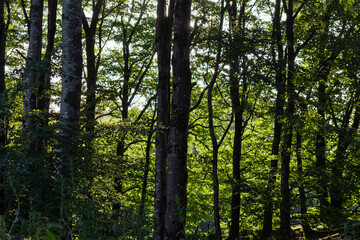 Obraz premium A forest with trees in the foreground and background