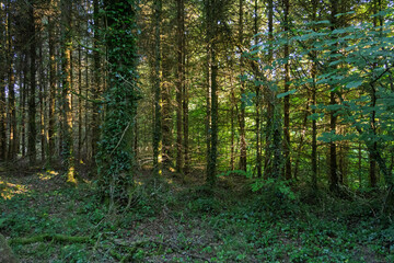 Obraz premium A forest with a lot of trees and some vines