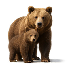 Fototapeta premium Image Mother Bear’s Protection on transparent background