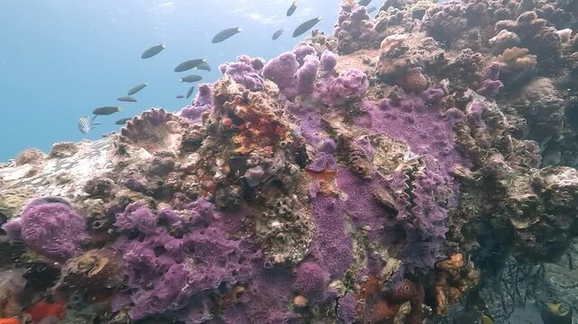 Vibrant coral structure with shades of purple, blue, and orange displays intricate forms and textures, providing shelter for marine life. Check my portfolio for more coral footage.