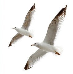 Fototapeta premium Two seagulls in flight against white background. Their wings are outstretched, and their bodies are angled slightly differently. A few dark spots are visible on their wings