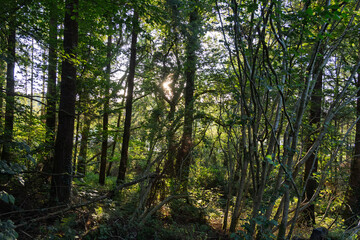 Fototapeta premium A forest with trees and bushes