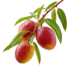 Obraz premium Three ripe red mangoes hanging from a tree branch