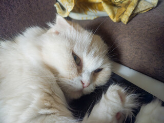 Closeup of a fluffy white cat with soft fur resting on a couch in a relaxed position