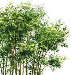 Lush bamboo grove against white background (1)