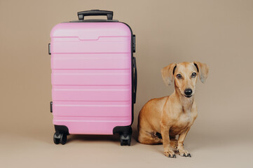 Dachshund sitting next to pink suitcase on neutral background, concept pet travel companion