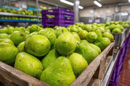 Close-up of many fresh green pears in wooden crates in a cool, industrial setting - Powered by Adobe