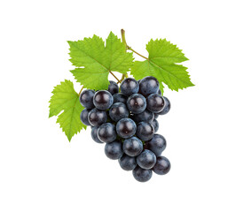 Fresh black redish grapes cluster with leaves isolated on white background.