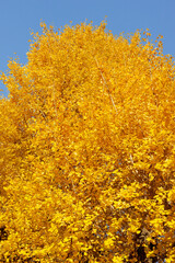 Golden foliage of a Ginkgo Biloba tree in autumn under a clear blue sky.
