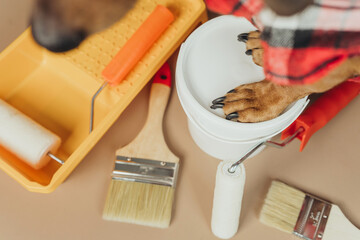 Dog paws holding paint bucket, concept dog DIY home improvement assistant