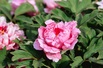 Beautiful pink peony blossoms amidst lush green foliage in a garden setting