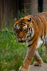Majestic tiger walking forward through green grass, its sharp eyes locked ahead and mouth slightly open, showcasing its powerful presence and striking orange-and-black striped fur.