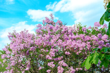 Fototapeta premium Lavender lilac blooms under bright blue sky in tranquil spring setting