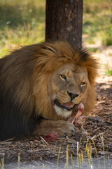 Powerful lion with a golden mane resting under a tree while chewing on a bone, capturing the raw...