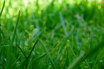 Photo of natural environment among green long foliage grass close up with blurred background with blank copy space. Blank for ecology thematic artworks