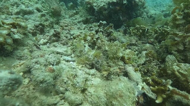 A sea cucumber - Sinapta maculata - advances slowly toward the camera across the sandy seabed, using its long tentacles to collect food particles. Filmed in the Philippines. Check my portfolio for mor