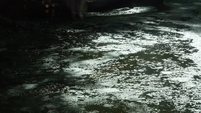 Crocodile Leaps from Shadowy Swamp Water at Prey. dramatic wildlife scene of a crocodile emerging from the shadows of shimmering swamp waters to leap at prey. 