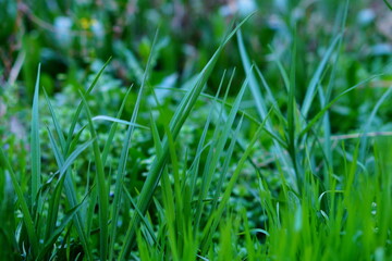 A close-up photo of nature among green grass with tall foliage on a blurred background with empty space for text. A template for works on an ecological theme