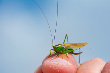 Close-up of a green grasshopper resting on a person’s finger against a blue sky background. Detailed macro shot highlighting its delicate antennae and natural beauty.