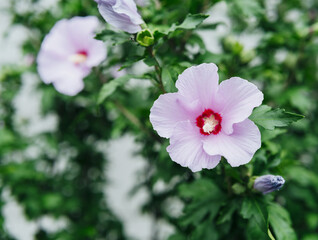 Pink hibiscus syriacus flower in bloom for gardening and nature concept