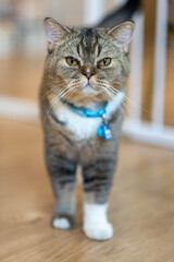 Close-up of a Cat with Striking Features at Home