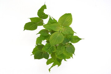 Green Shiso or Red Shiso is nutritious, providing vitamins A, B, C and a distinctive aroma.