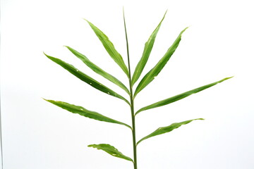 Naklejka premium Ginger is a herbaceous plant with an underground rhizome and a yellowish-brown outer skin.