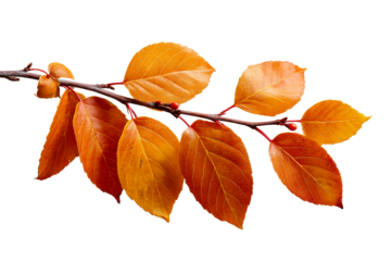Branch with vibrant orange autumn leaves and red berries against a white background