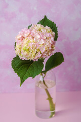 Single pink hydrangea in vase on pastel background – ideal for romantic minimal use