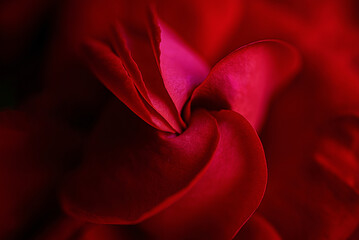 Abstract rose petal close-up
 Extreme macro abstract view of red rose petals with soft curves and textures.

