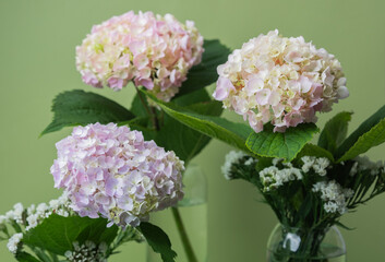 Trio of hydrangeas with green background – great for home decor, floristry, or greeting card...