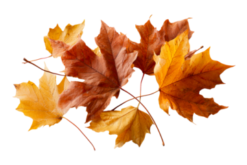Autumn leaves collection, transparent bg
