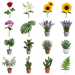 Fototapeta premium Collection of potted plants and flowers isolated on transparent background