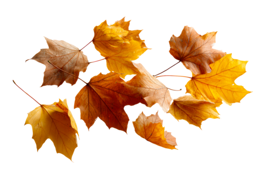 Autumn leaves on a clear background