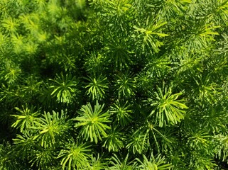 green plant texture. algae texture. needle plant texture. green texture. moss texture.
