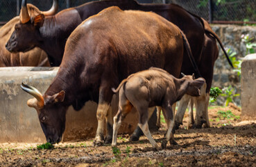 Indian gaur family in the zoo. Arignar Anna Zoological Park, Vandalur zoo, Chennai, Tamil Nadu,...