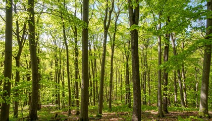 Obraz premium Lush green forest canopy