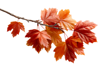 Autumn leaves in vibrant orange and red colors