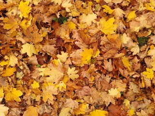 Texture of autumn fallen leaves. Yellow and red leaf texture. Brown texture of fallen leaves. Autumn gold