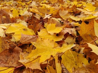 Texture of autumn fallen leaves. Yellow and red leaf texture. Brown texture of fallen leaves. Autumn gold