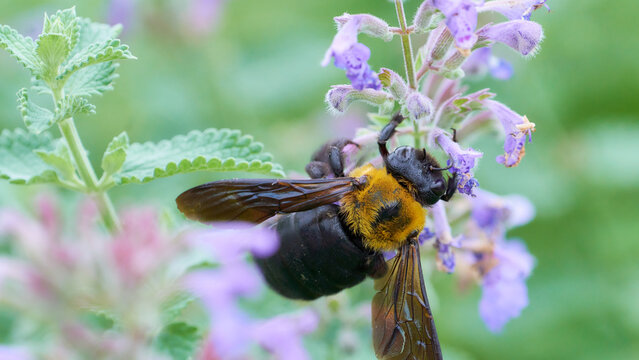 紫色の可愛いネペタの花にしがみつきぶら下がるクマバチ