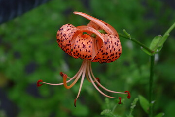 純潔を象徴する花